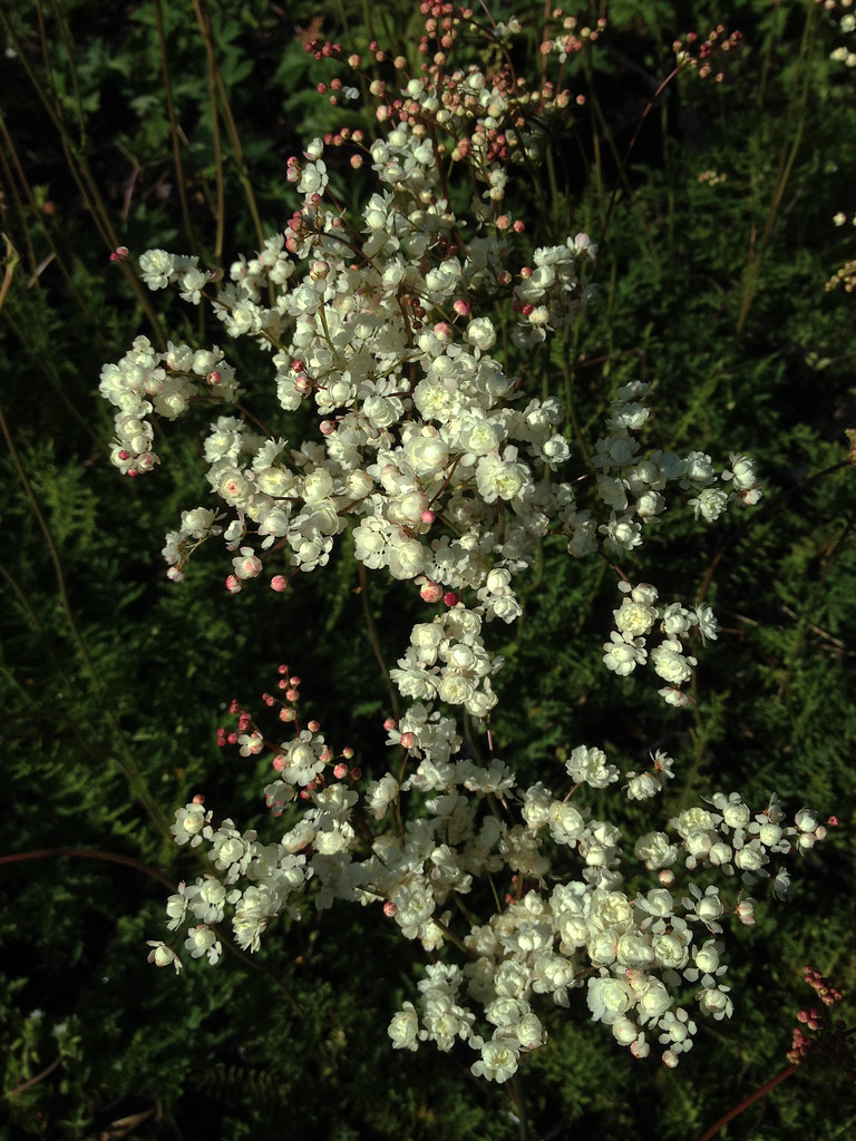 Filipendula vulgaris 'Multiplex‘